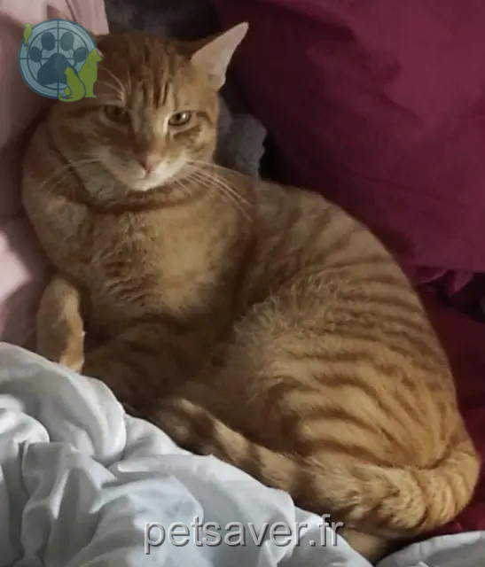 chat perdu 57970 Yutz Fouinette chat lost 57970 Yutz Fouinette