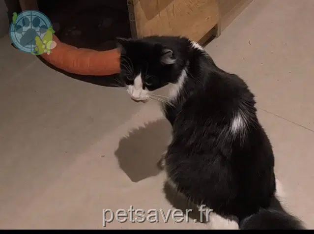 kater lost   57720 Ormersviller Gabby