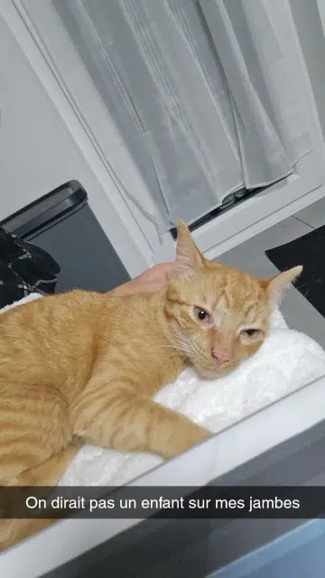 chat lost   57780 Rosselange Garfield