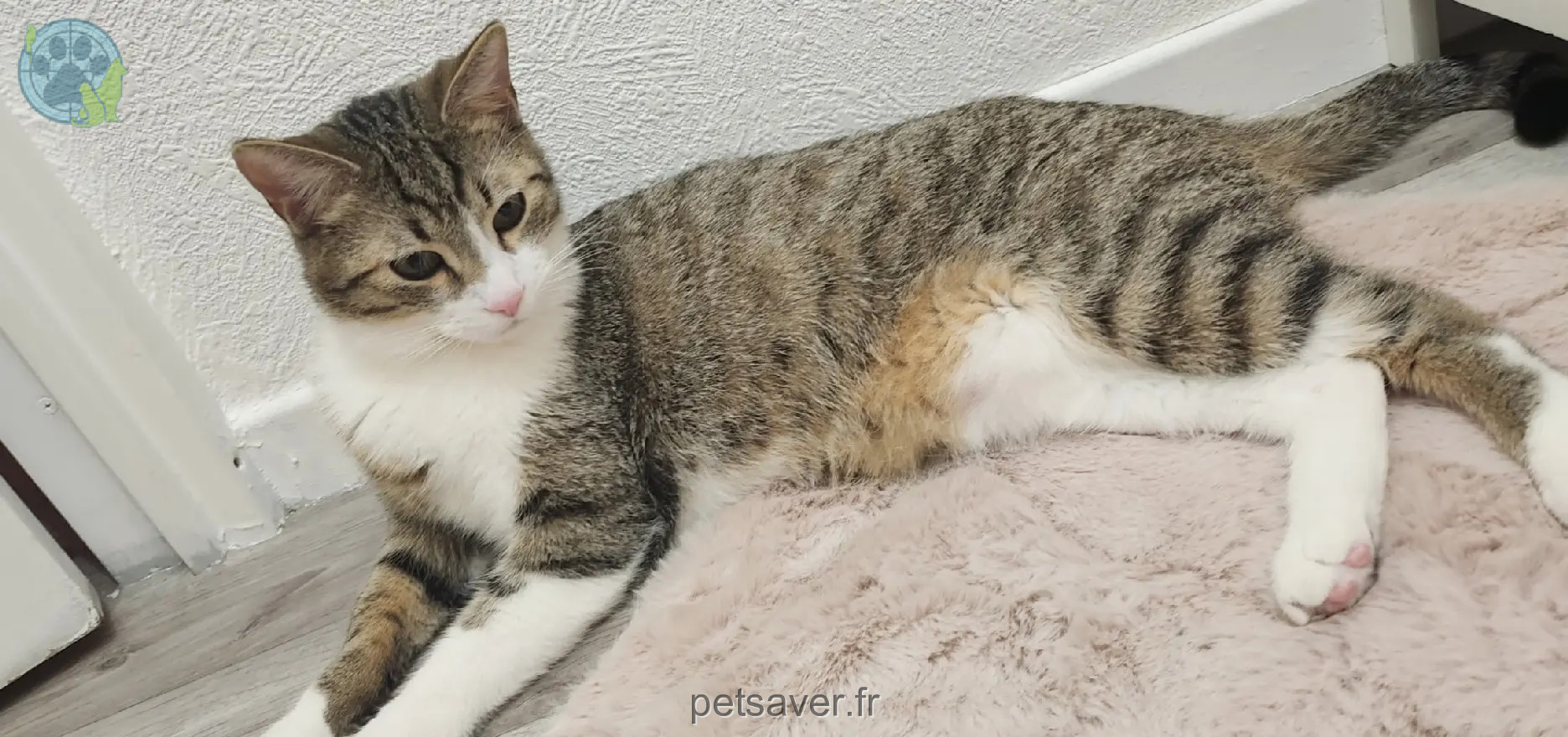 Chat Perdu 57 Moselle - George Chat Perdu 57 Moselle - George
