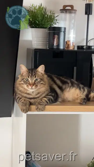 chat lost   57530 Courcelles-Chaussy Gizmo