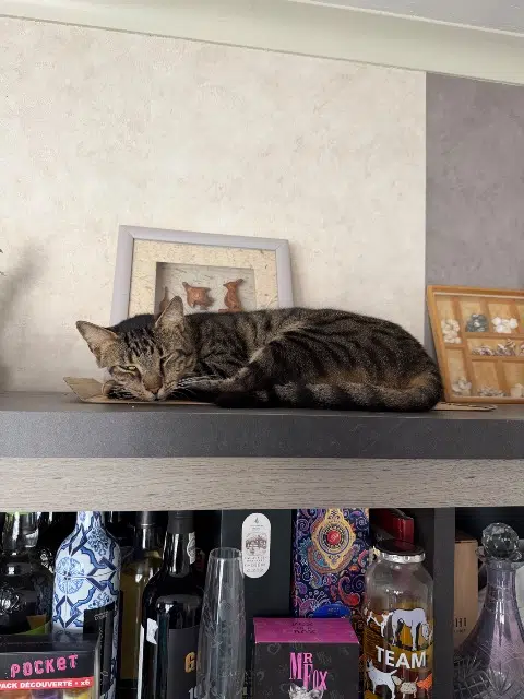 chat lost   57645 Noisseville Gojo