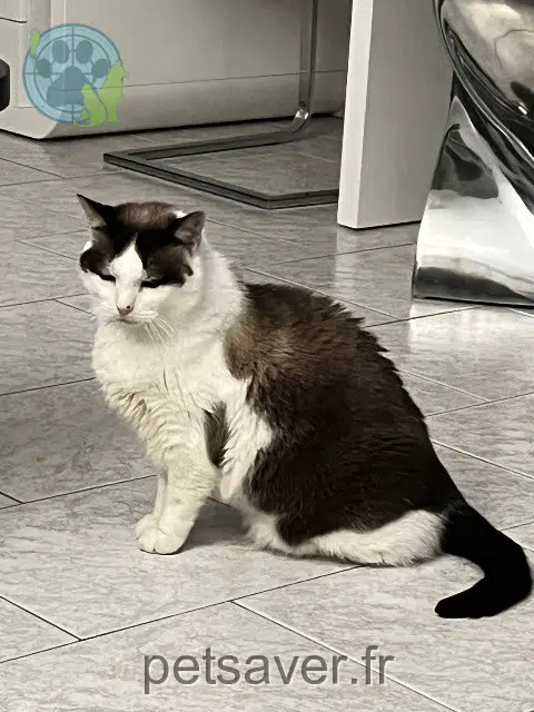 chat lost   57990 Nousseviller-Saint-Nabor Gosthy