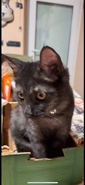 chat lost   57820 Saint-Louis Gribouille