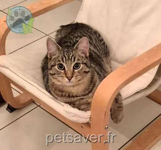 chat lost   57260 Dieuze Grigri
