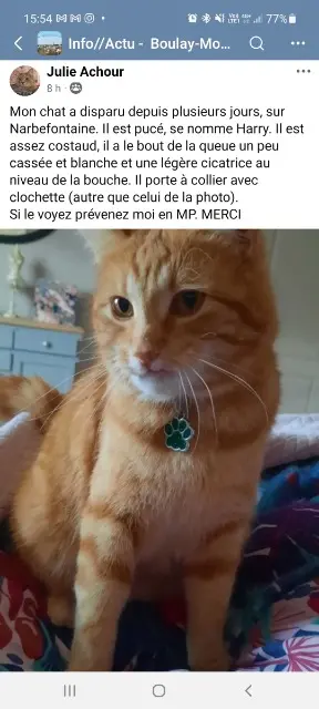chat lost   57220 Narbéfontaine Harry