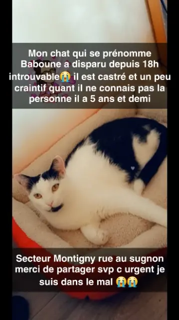 gato perdido 57950 Montigny-lès-Metz Jager gato lost 57950 Montigny-lès-Metz Jager