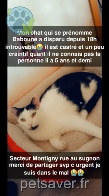 cat lost 57950 Montigny-lès-Metz Jager cat lost 57950 Montigny-lès-Metz Jager