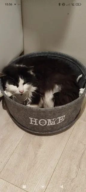 gato lost   57710 Aumetz Joey