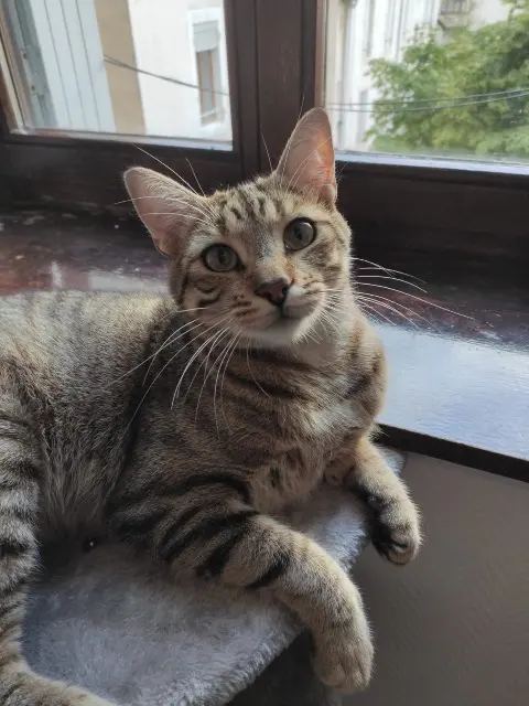 Kater vermisst 57950 Montigny-lès-Metz Kalua Kater lost 57950 Montigny-lès-Metz Kalua