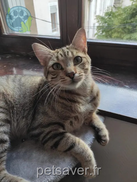 gatto perso 57950 Montigny-lès-Metz Kalua gatto lost 57950 Montigny-lès-Metz Kalua