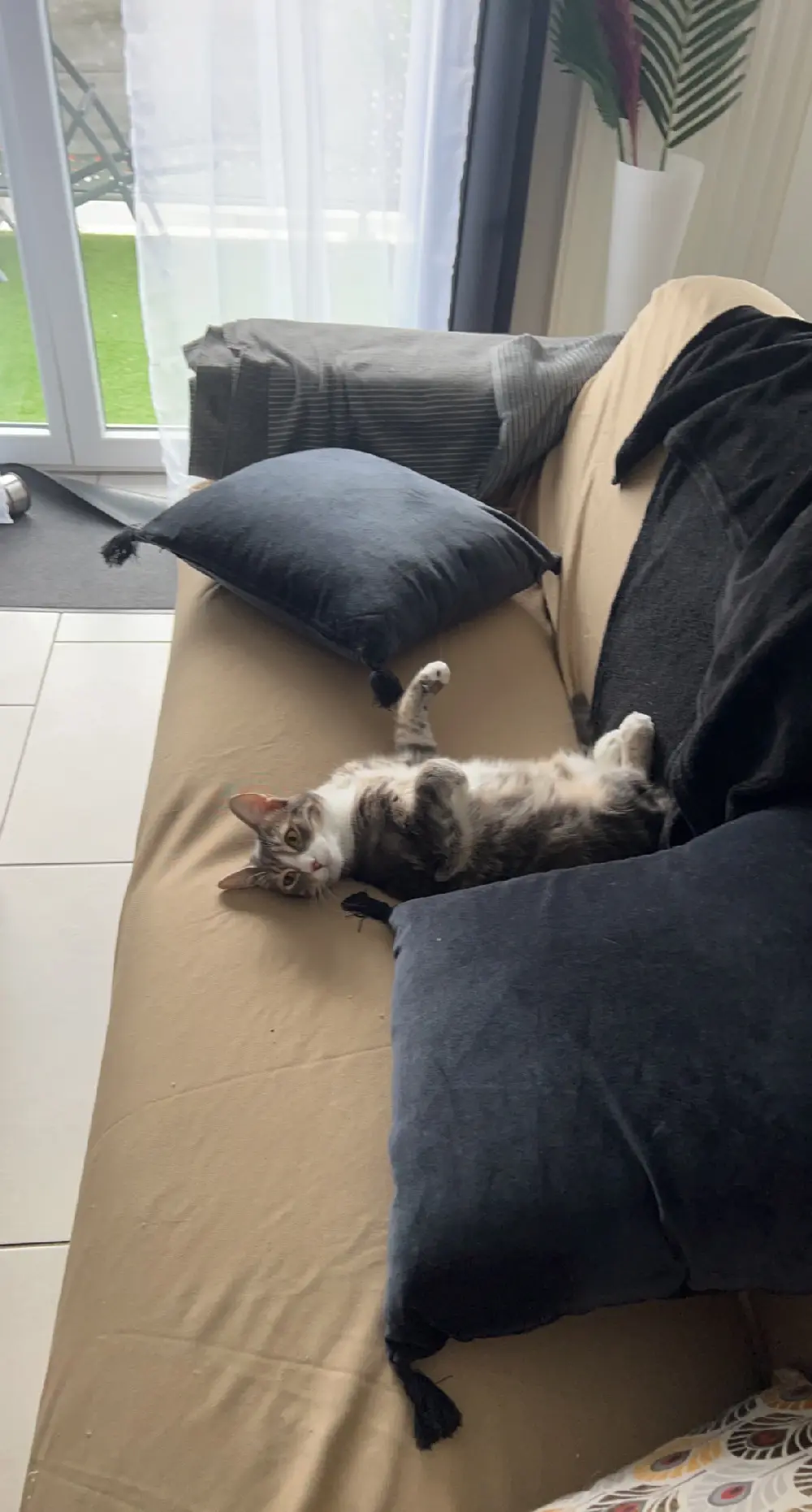 Chat Perdu 57 Moselle - Kartel Chat Perdu 57 Moselle - Kartel
