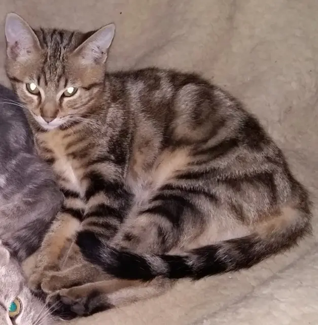 Kater vermisst 57410 Bining Kiki Kater lost 57410 Bining Kiki