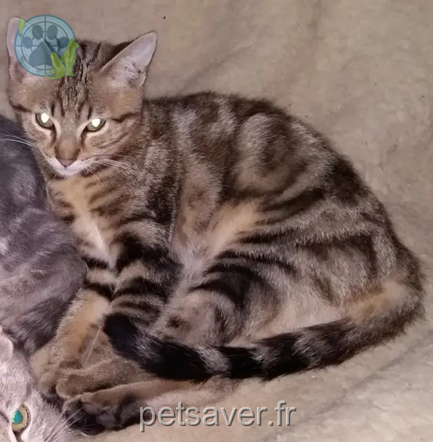 kater vermist 57410 Bining Kiki kater lost 57410 Bining Kiki