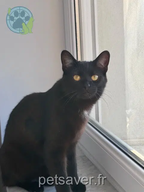 gato lost   57250 Moyeuvre-Grande Kino