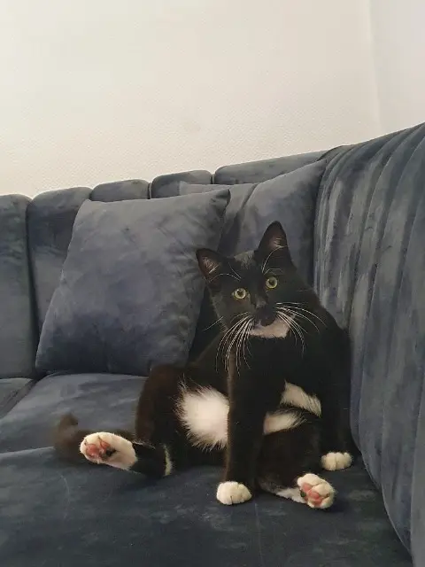 chat lost   57740 Longeville-lès-Saint-Avold Komur