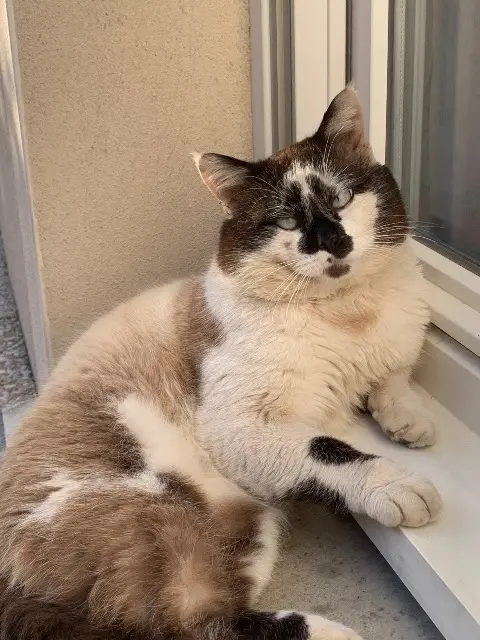 chat lost   57500 Saint-Avold Louis
