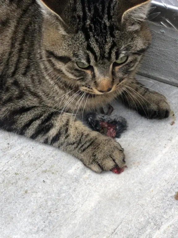 Chat Perdu 57 Moselle - Loumio Chat Perdu 57 Moselle - Loumio