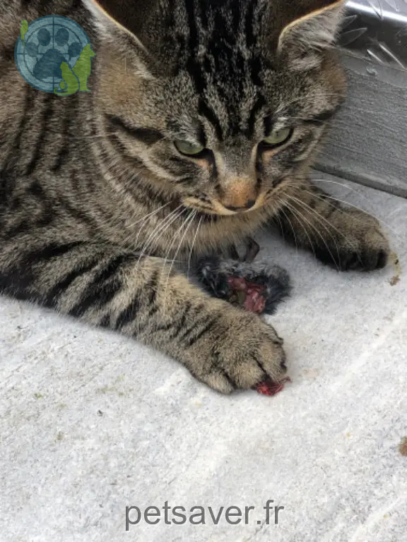 Chat Perdu 57 Moselle - Loumio Chat Perdu 57 Moselle - Loumio