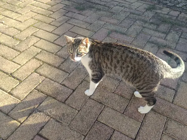 Chat Perdu 57 Moselle - Malou Chat Perdu 57 Moselle - Malou