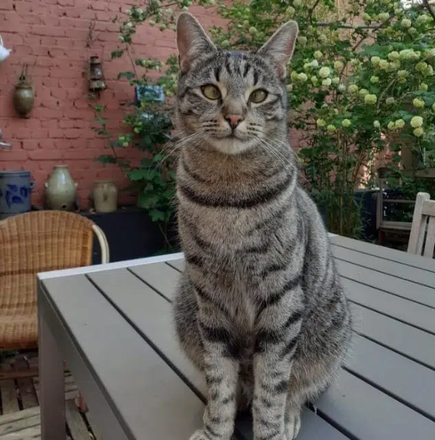chat lost   57100 Thionville Marley