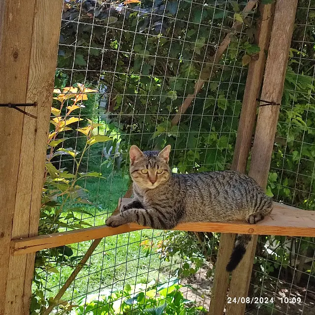chat lost   57370 Saint-Jean-Kourtzerode MAX
