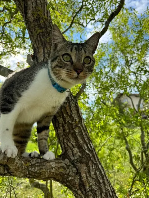 chat lost   57430 Willerwald Maïlo