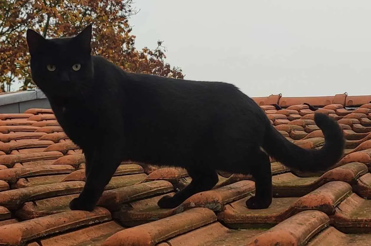 Chat Perdu 57 Moselle Metz Chat Perdu 57 Moselle Metz