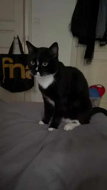 chat lost    Metz Bibi
