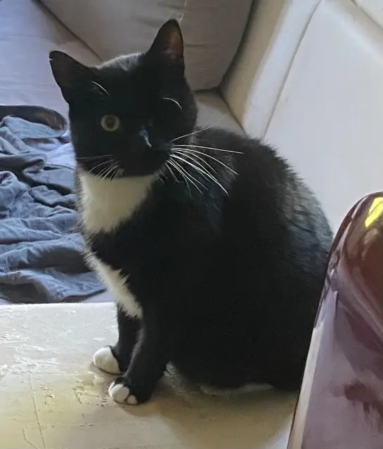 kater vermist Metz Chamallow kater lost Metz Chamallow