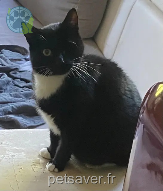 cat lost Metz Chamallow cat lost Metz Chamallow