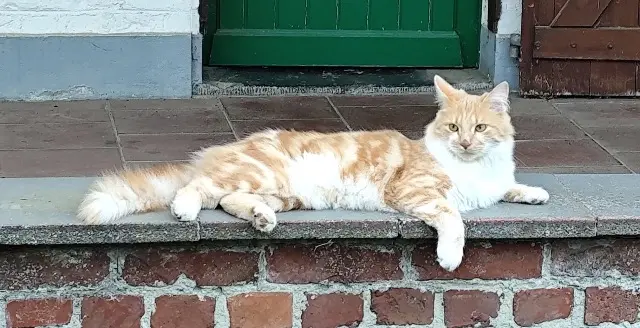 chat perdu Metz Chapule chat lost Metz Chapule