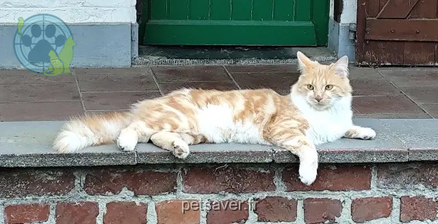 Kater vermisst Metz Chapule Kater lost Metz Chapule