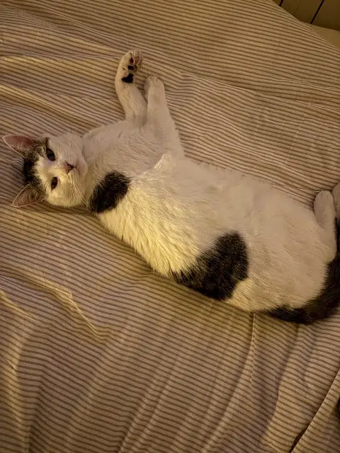 chat lost    Metz Câlin