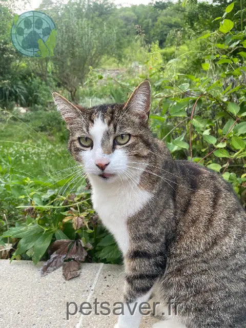 chat lost    Metz Ganesha