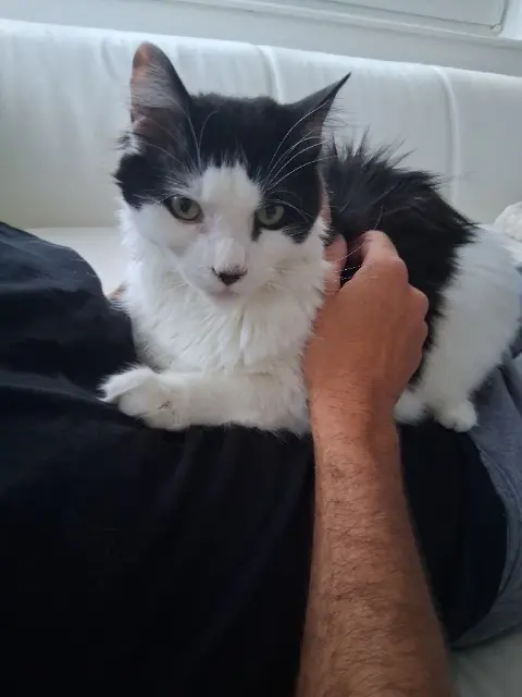 chat lost    Metz Kaymak