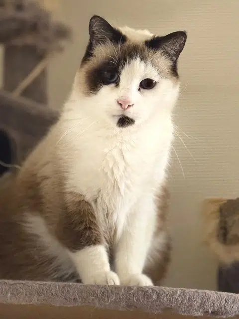 chat lost    Metz Malo