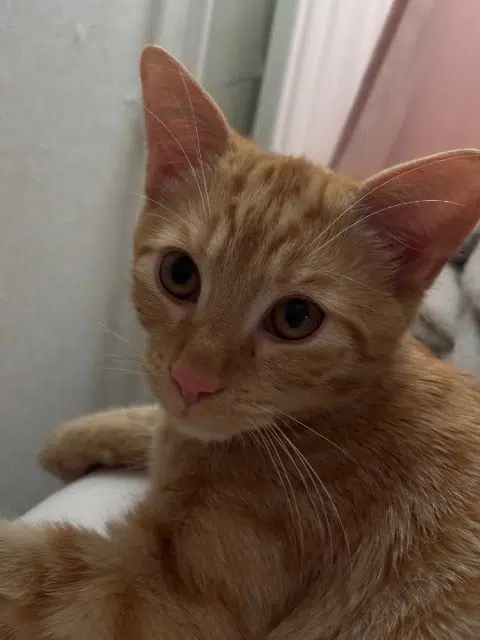 chat lost    Metz Paci