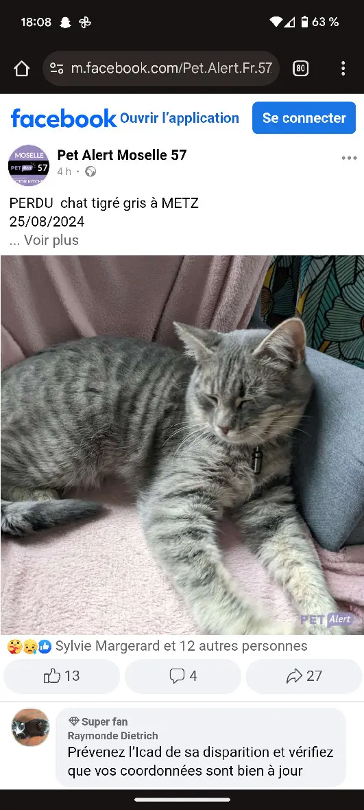 Chat Perdu 57 Moselle Metz - Satin Chat Perdu 57 Moselle Metz - Satin