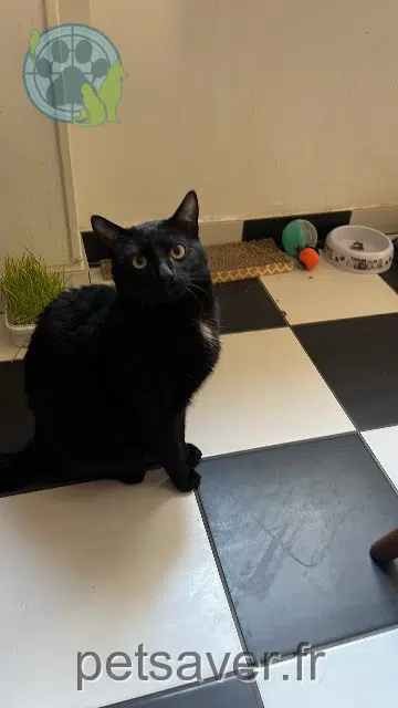 chat lost    Metz Shadow