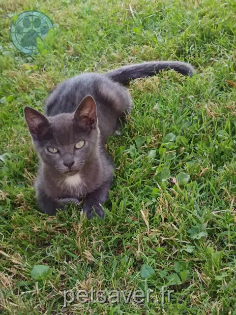 chat lost    Metz Simba