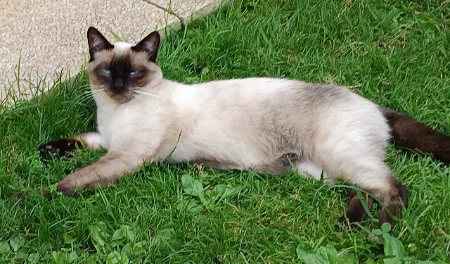 chat lost    Metz Tarzan