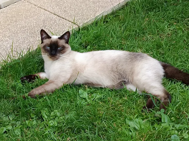 chat lost    Metz Tarzan