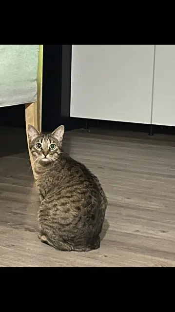 chat lost   57420 Saint-Jure Milky