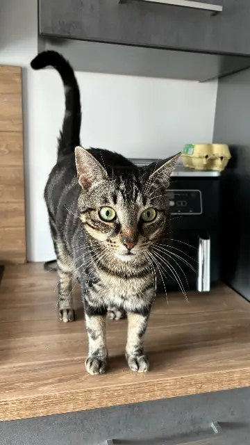chat lost   57185 Clouange Milo