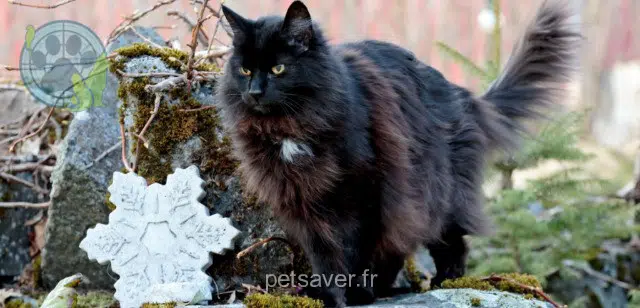 chat lost   57160 Rozérieulles Milord