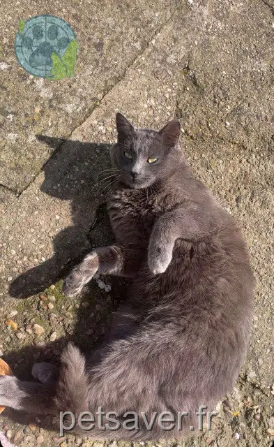 gatto perso 57280 Maizières-lès-Metz Mimi gatto lost 57280 Maizières-lès-Metz Mimi