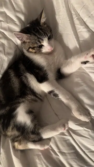 gato lost   57140 Woippy Monroe