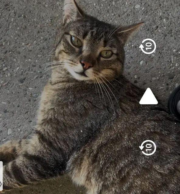 chat lost   57415 Enchenberg Moussi