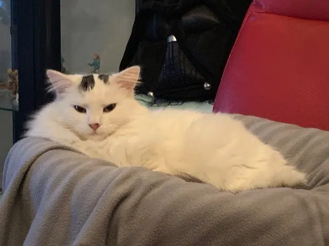 chat lost   57155 Marly Nelson